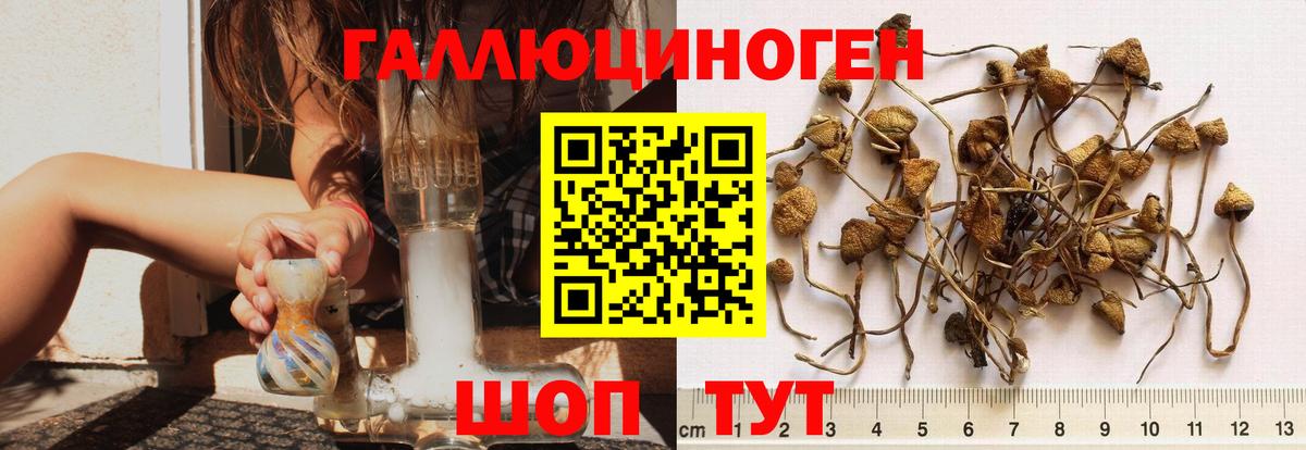 Псилоцибиновые грибы Psilocybe Учалы